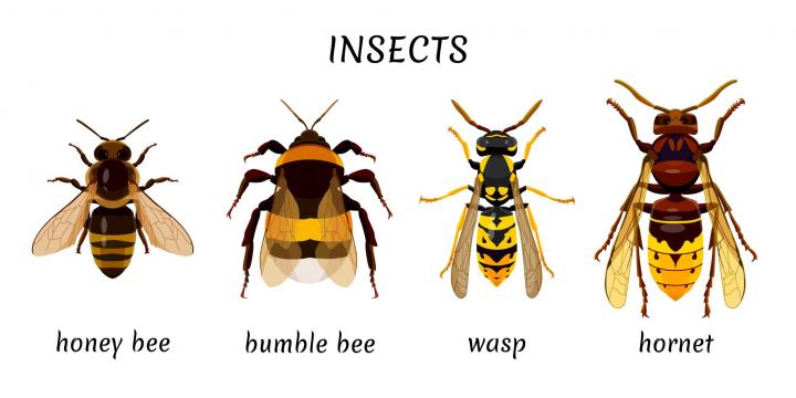 Wasps, Bees, And Hornets: What's The Difference? | The Old Farmer's Almanac